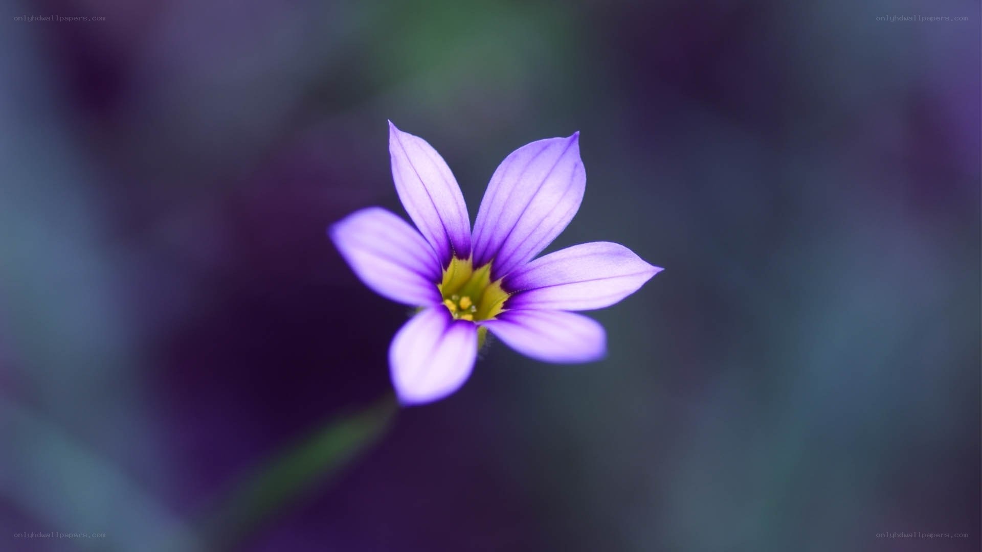 Purple flower in focus