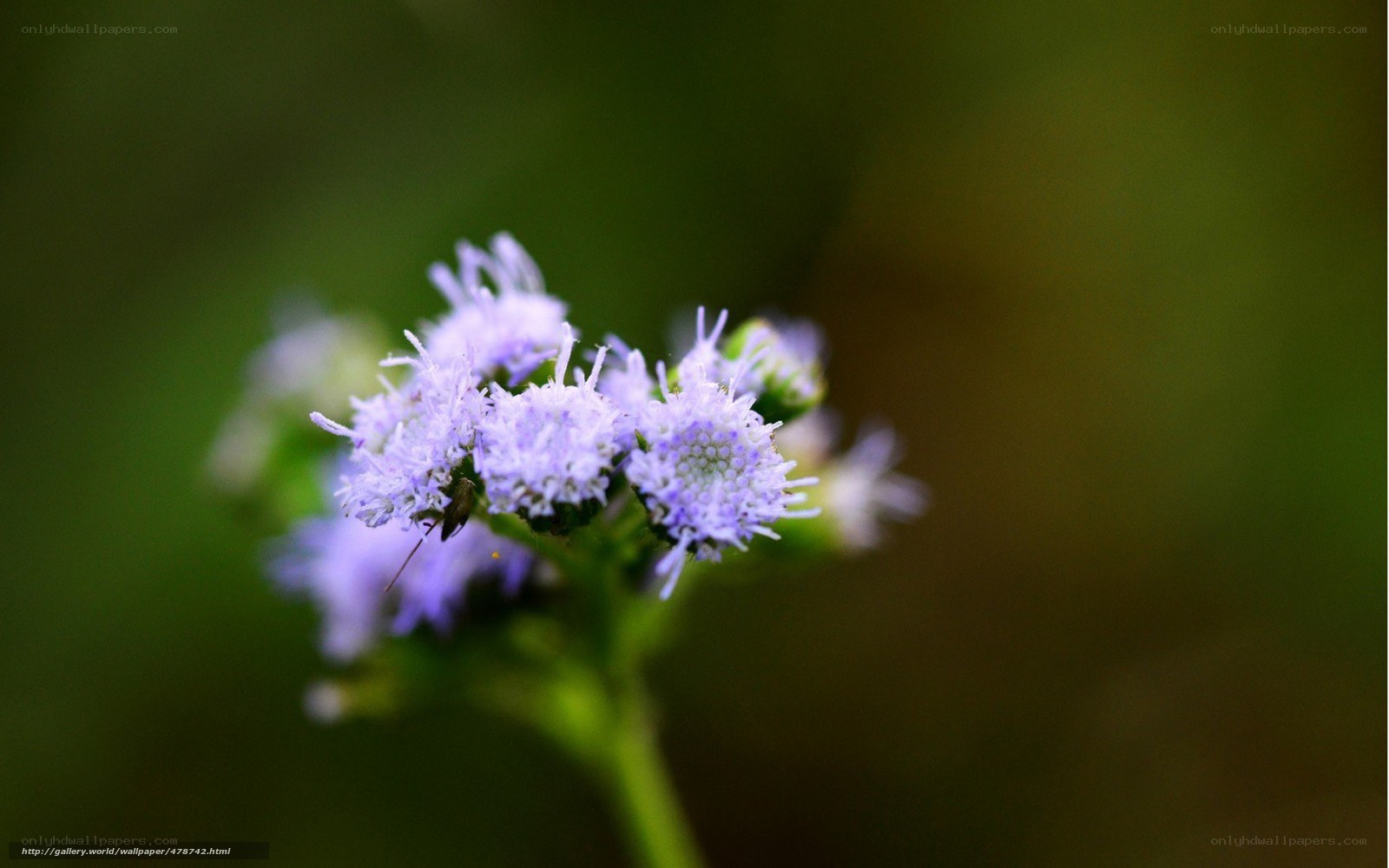 purple flower in focus