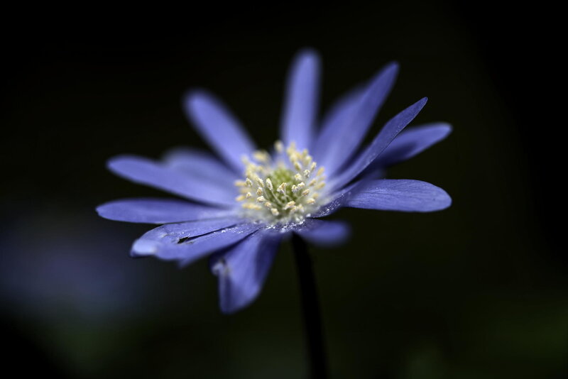 Purple Flower in Focus — Blue, Dramatic