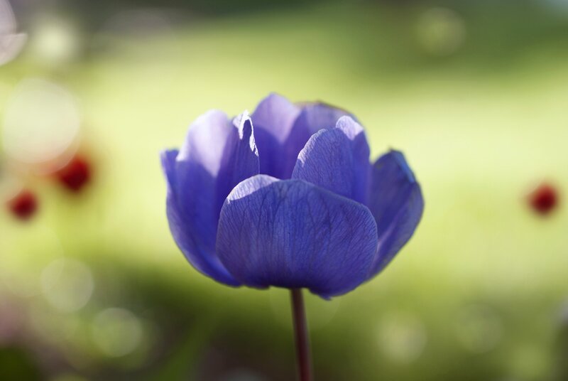 Purple Flower in Focus — Blue, Serene, Afternoon, Photograph