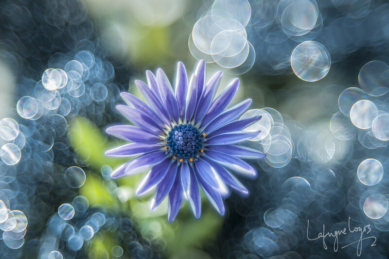 Purple Flower in Focus — Blue, Serene, Afternoon