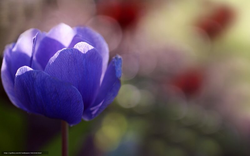 Purple Flower in Focus — Blue, Serene