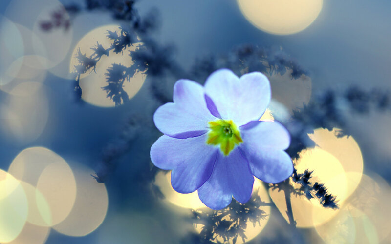Purple Flower in Focus — Blue