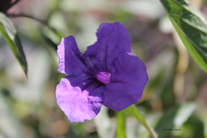 Purple Flower in Focus — Calm, Afternoon