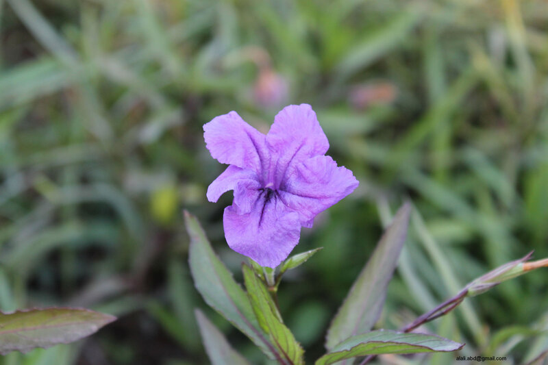 Purple Flower in Focus — Calm