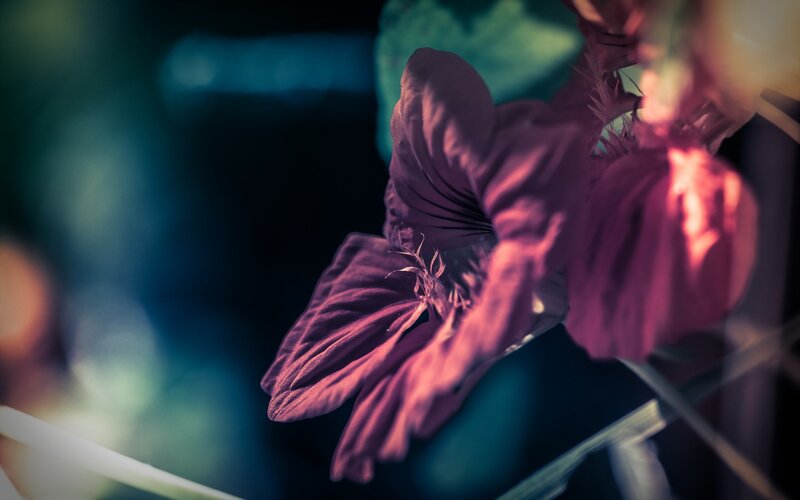 Purple Flower in Focus — Dramatic