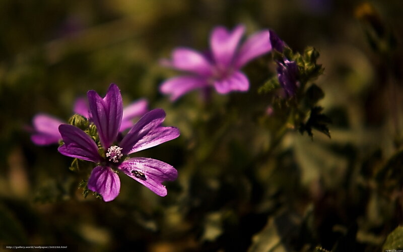 Purple Flower in Focus — Natural