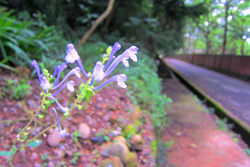 Purple Flower in Focus — Serene, Afternoon