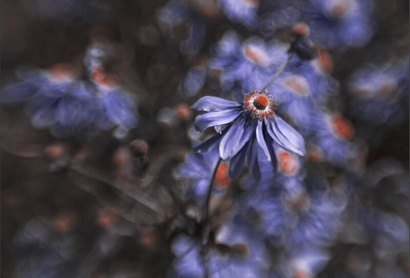 Purple Flower in Focus — Serene, Photograph, Blurred Background