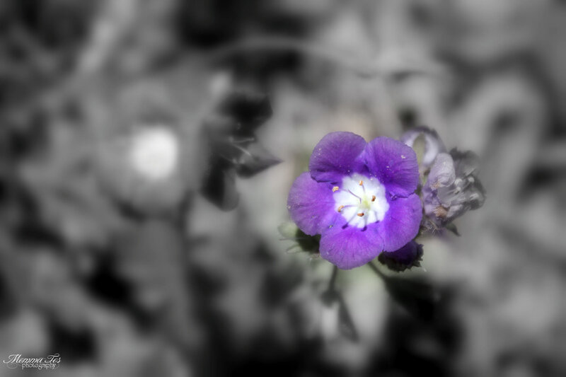 Purple Flower in Focus — Serene, Photograph, Blurry Background