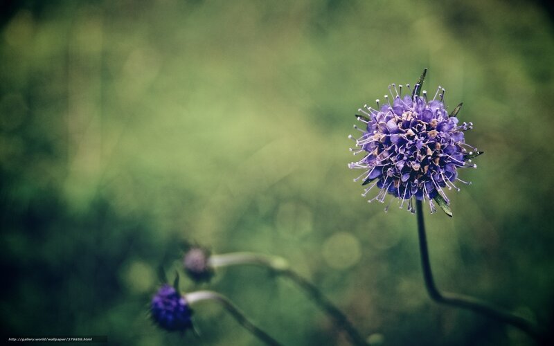Purple Flower in Focus — Serene, Photograph, Green Foliage