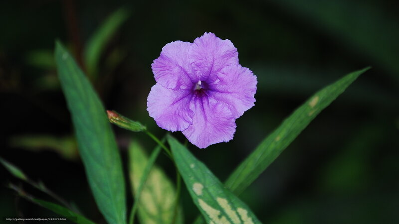 Purple Flower in Focus — Serene, Photograph, Green Leaves