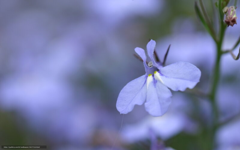 Purple Flower in Focus — Serene, Photograph, Stem, Blurred Background