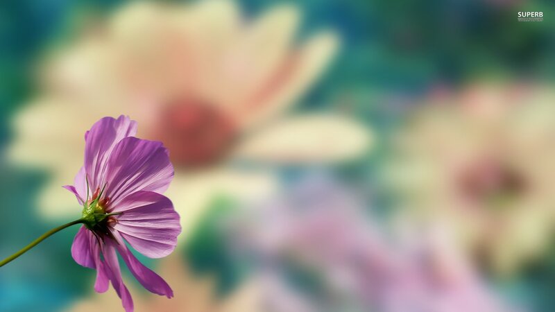 Purple Flower in Focus — Serene, Photograph, Stem, Blurry Background