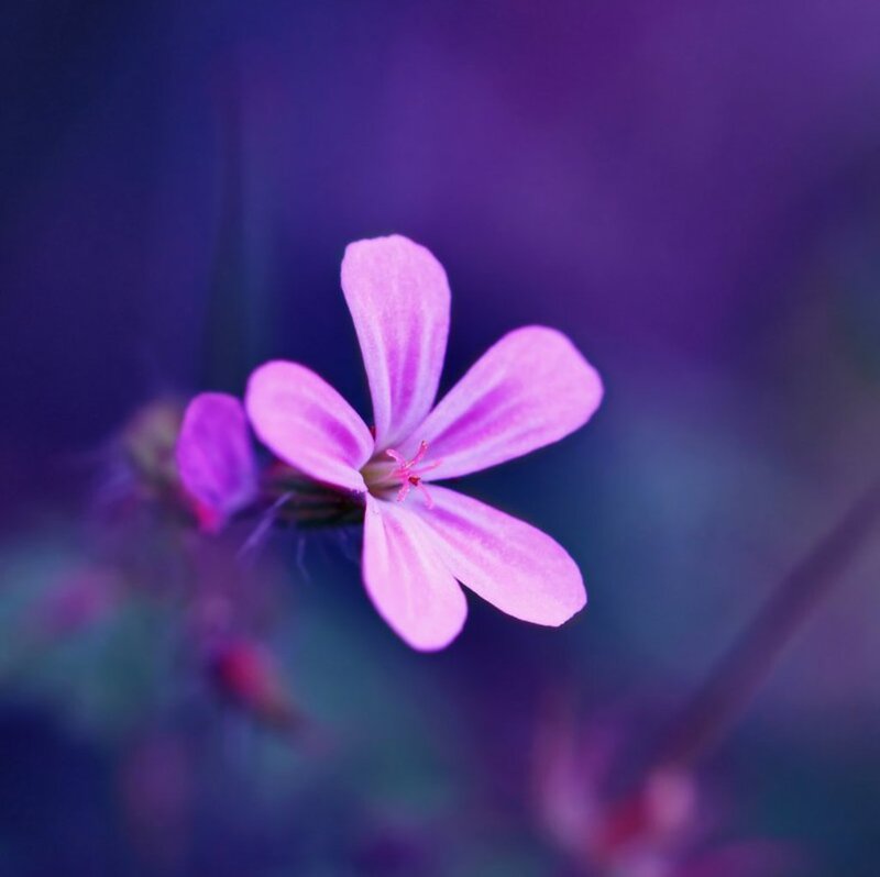 Purple Flower in Focus — Serene, Photograph, Stem