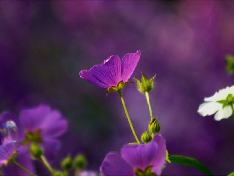 Purple Flower in Focus — Serene, Photograph
