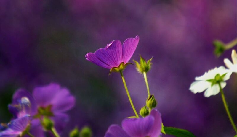 Purple Flower in Focus — Serene, Photograph, White Flower