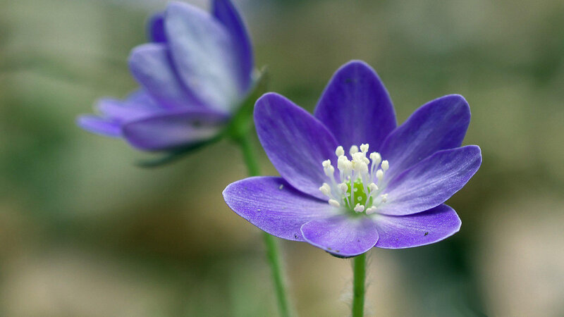 Purple Flower in Focus — Serene, Spring