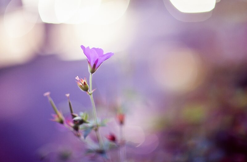 Purple Flower in Focus — Serene, Sunset