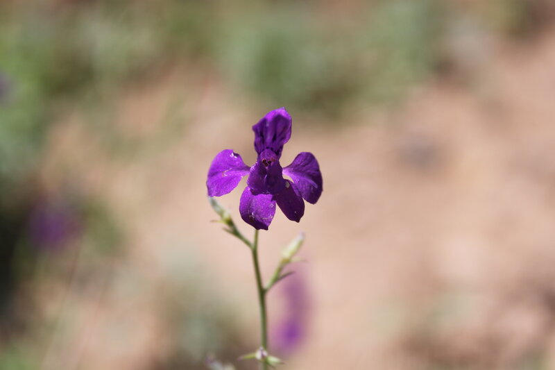 Purple Flower in Focus — Serene