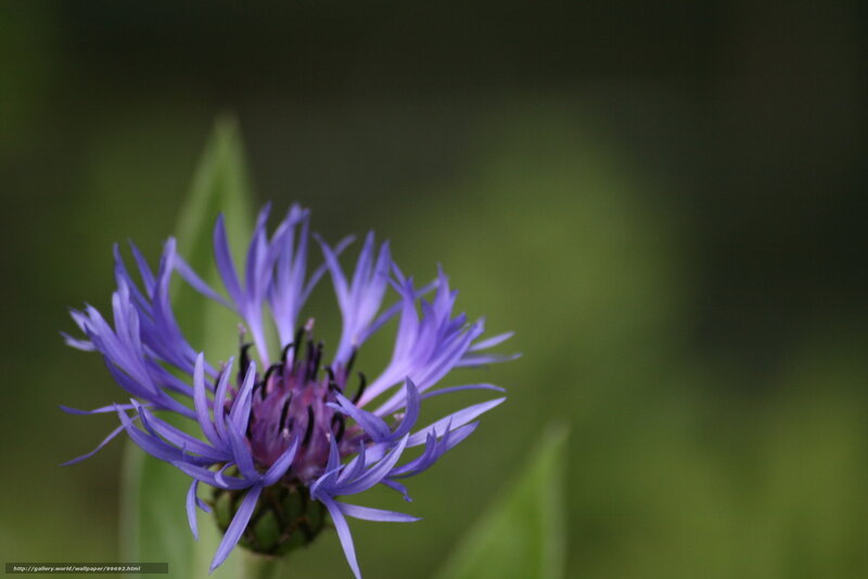purple flower in focus