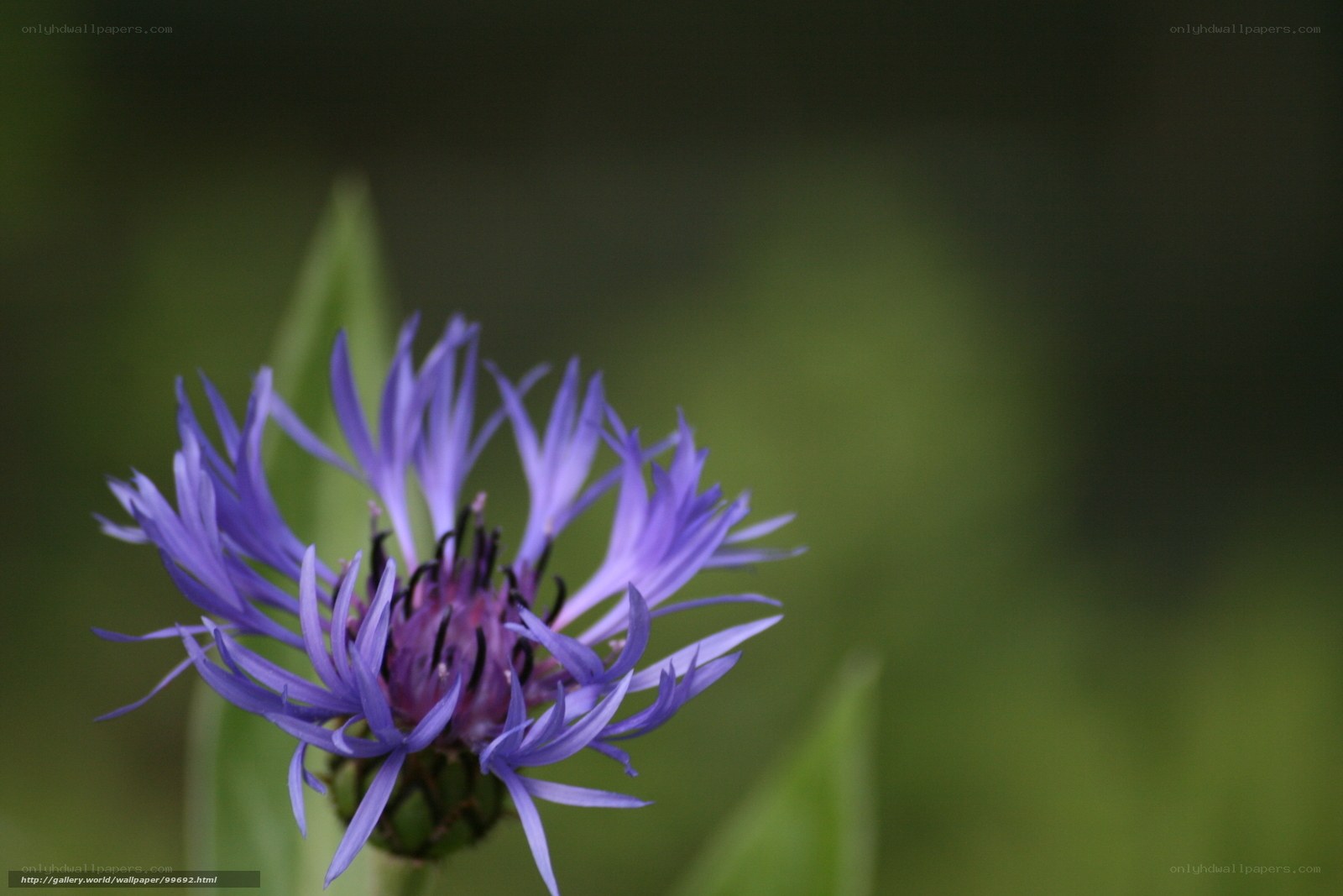 purple flower in focus