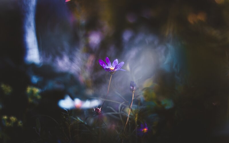 Purple Flower in Fog — Mysterious