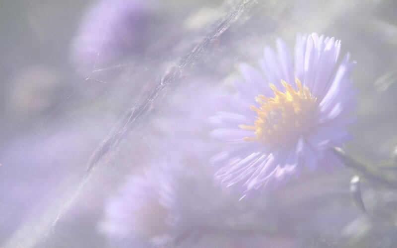 Purple Flower in Fog