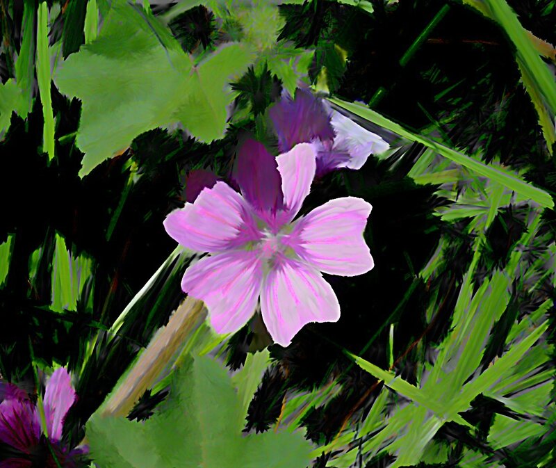 Purple Flower in Foliage — Pink