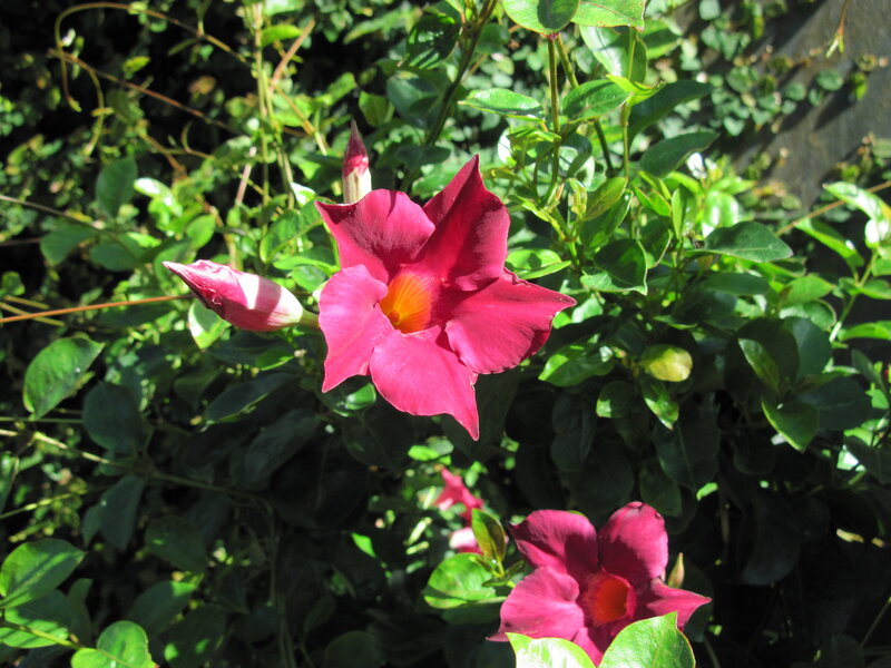 Purple Flower in Foliage — Serene