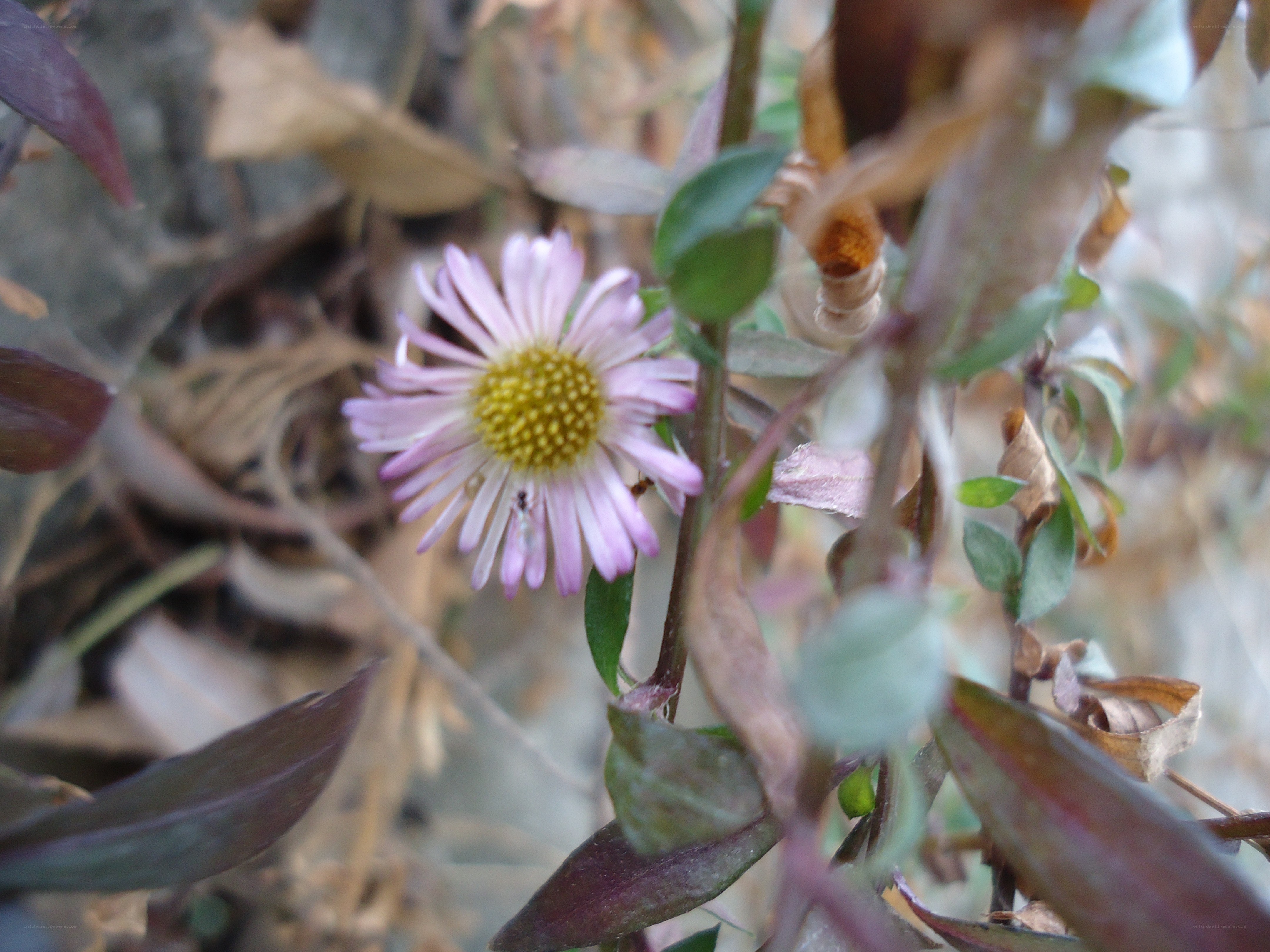 purple flower in foliage