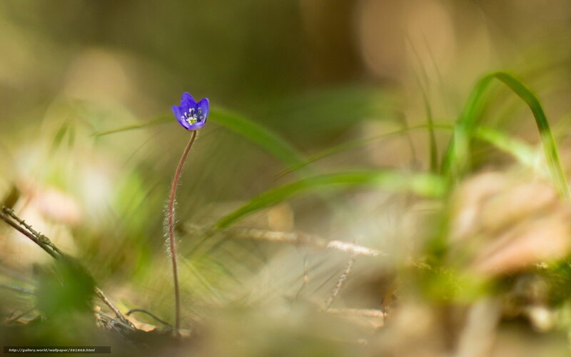 Purple flower in forest