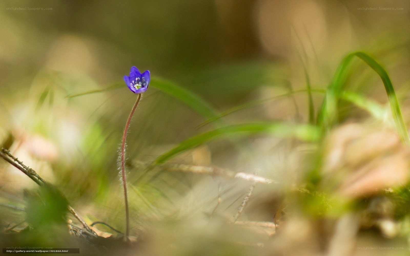 Purple flower in forest