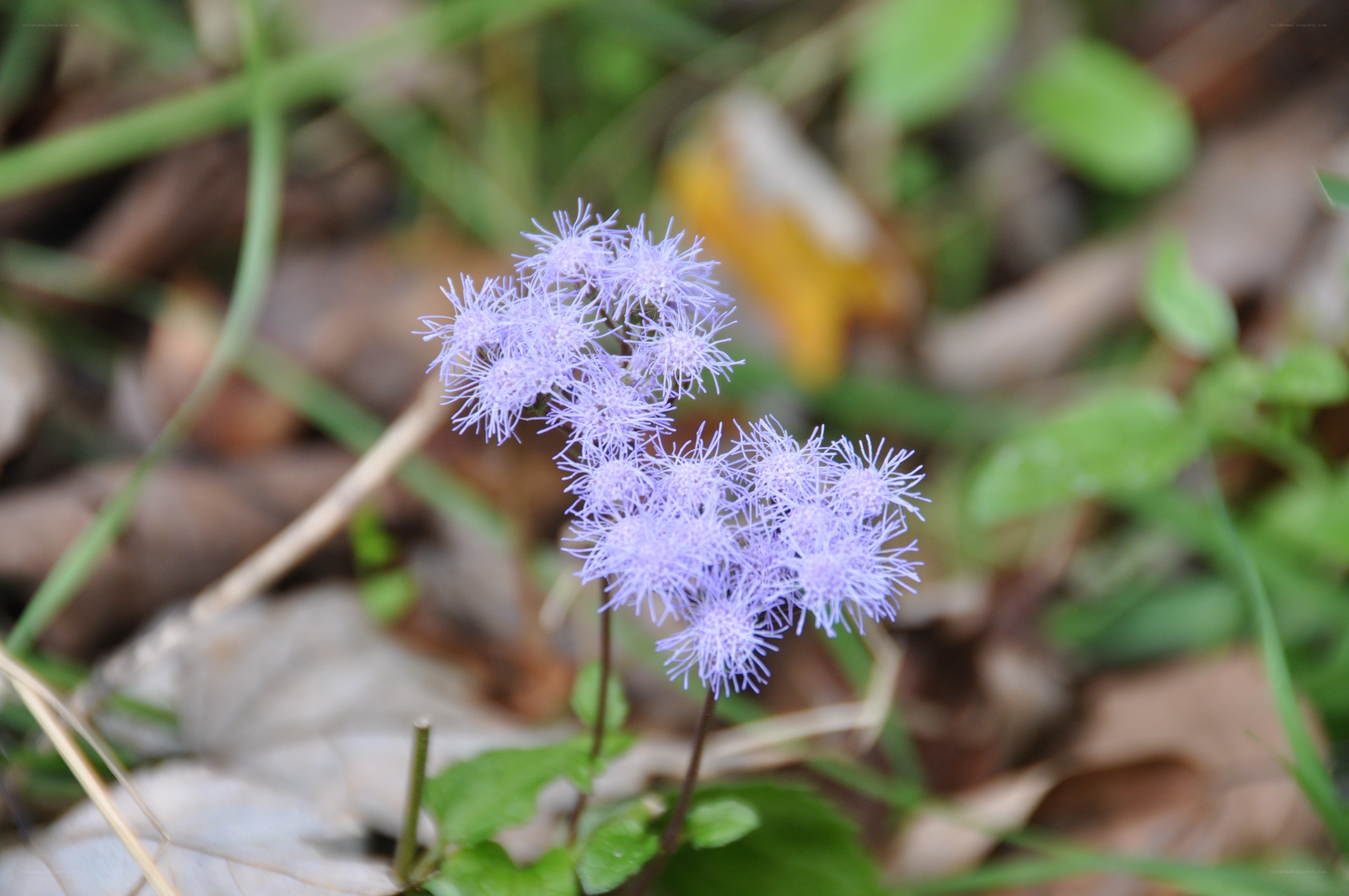 purple flower in forest