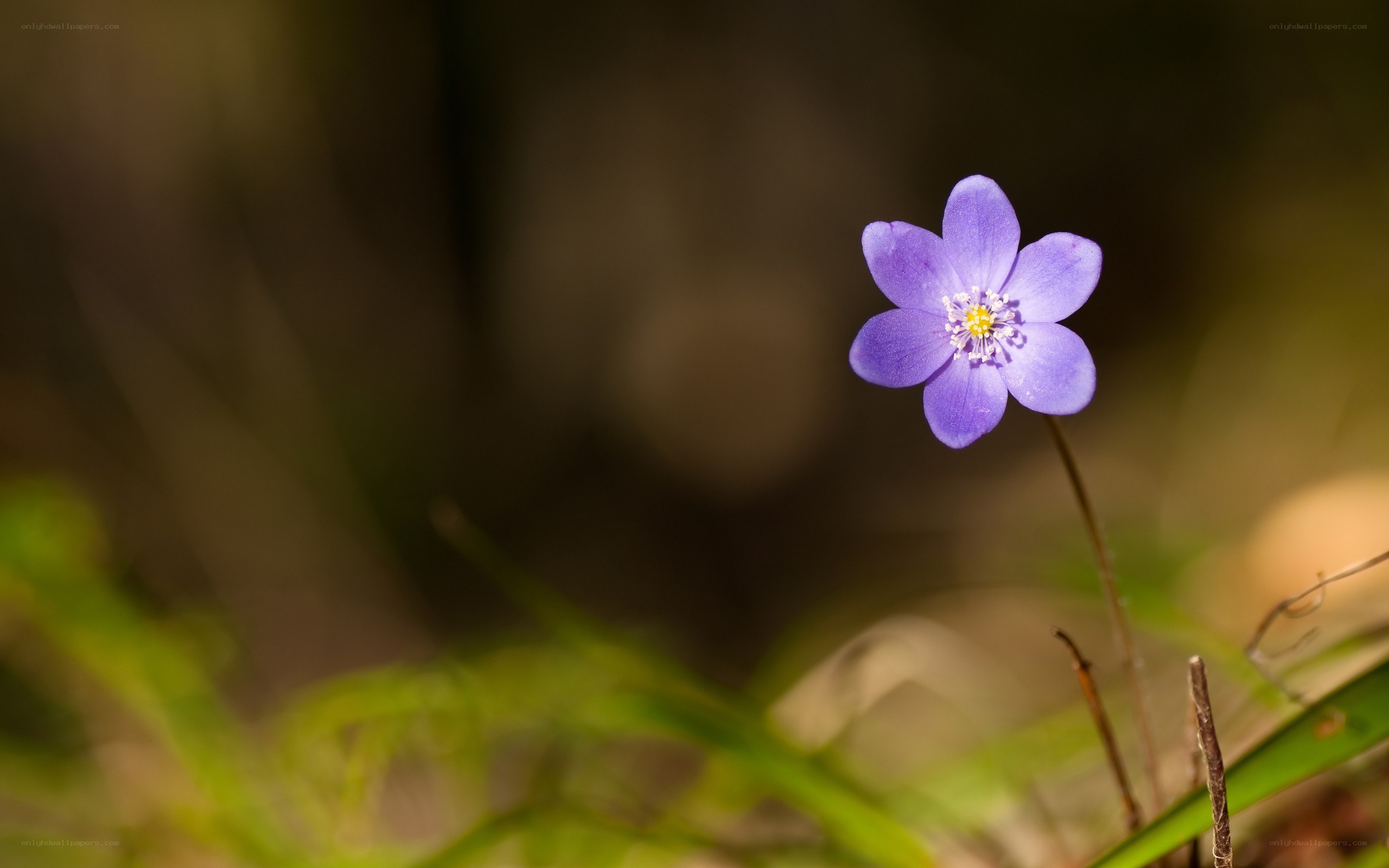 purple flower in forest