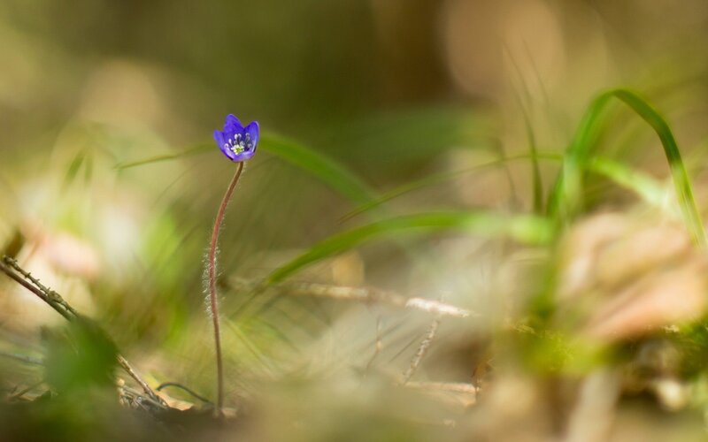Purple flower in forest