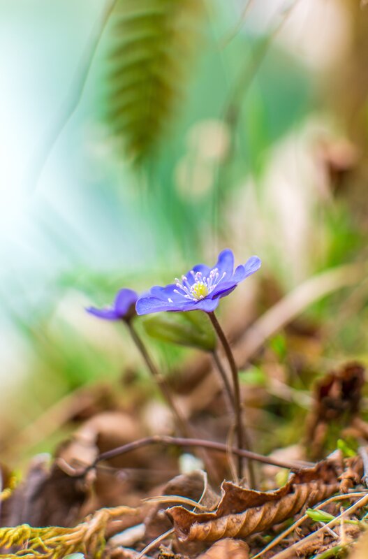 Purple Flower in Forest — Blue, Serene, Spring, Photograph