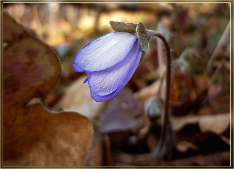 Purple Flower in Forest — Blue, Serene