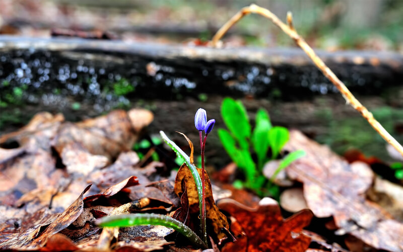 Purple Flower in Forest — Blue