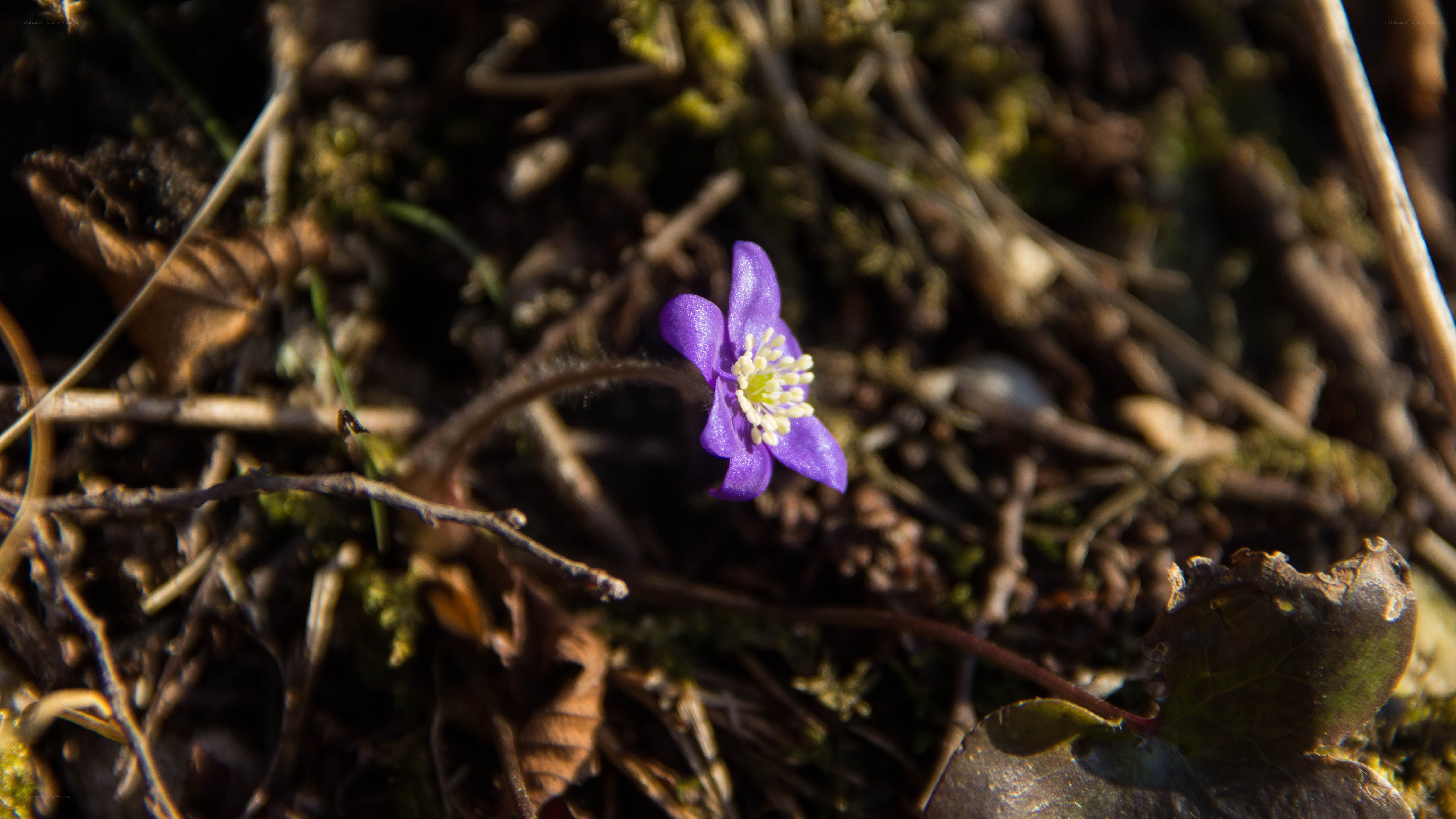 Purple flower in forest floor