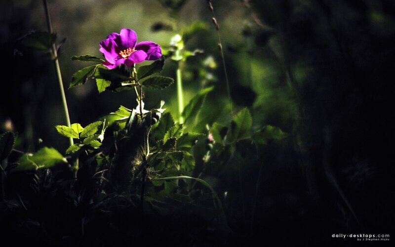 Purple flower in forest light