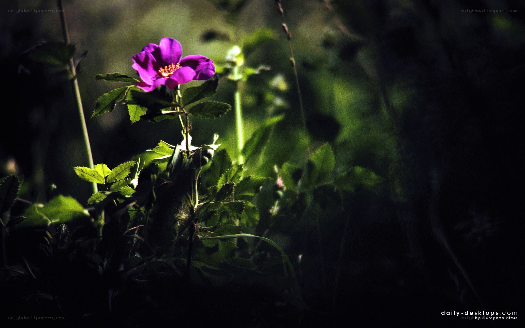 Purple flower in forest light