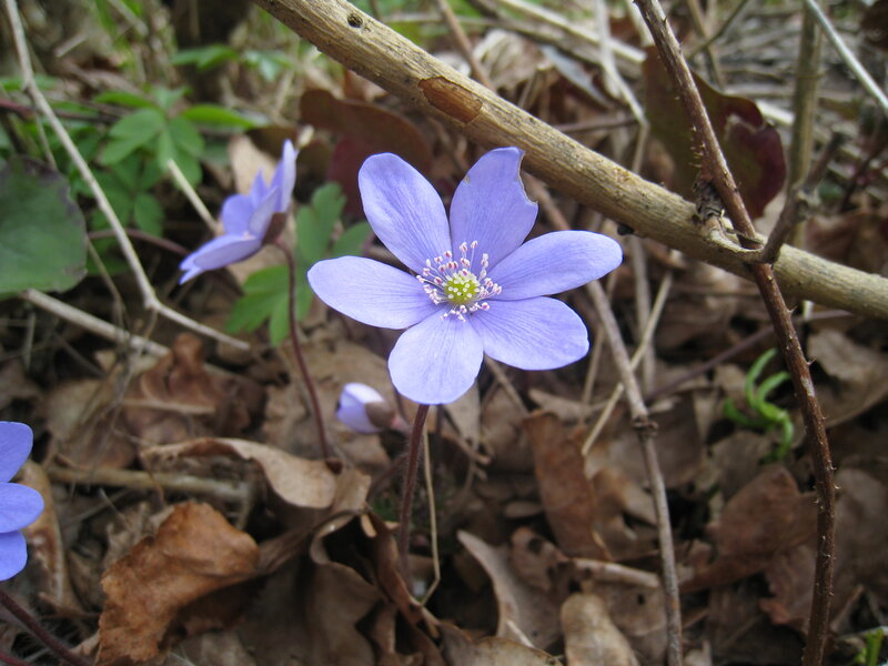 Purple Flower in Forest — Natural, Spring