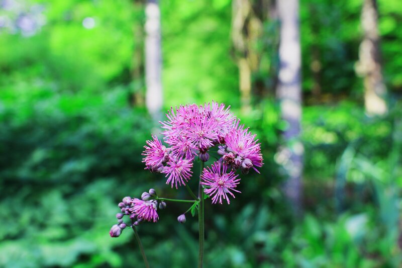 Purple Flower in Forest — Serene, Spring, Photograph, Greenery