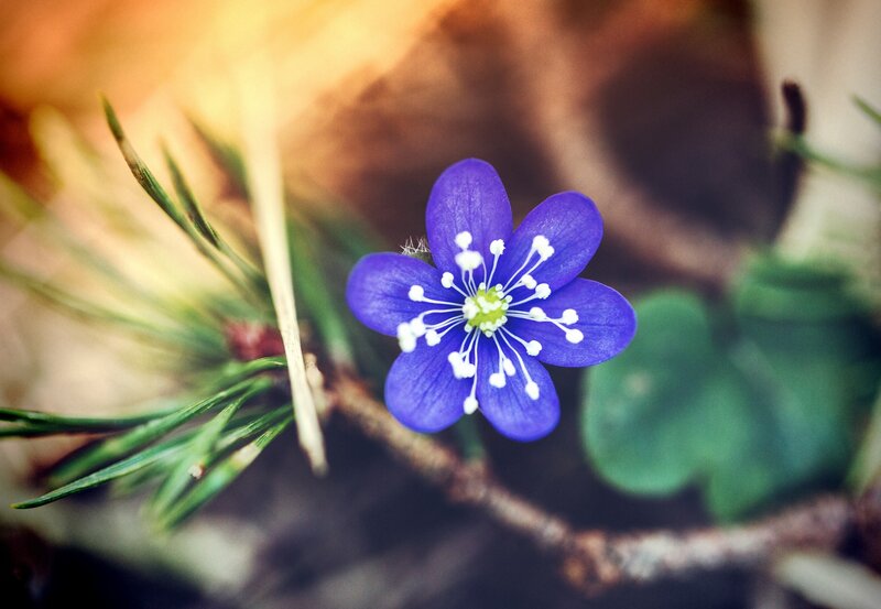 Purple Flower in Forest — Serene, Spring, Photograph