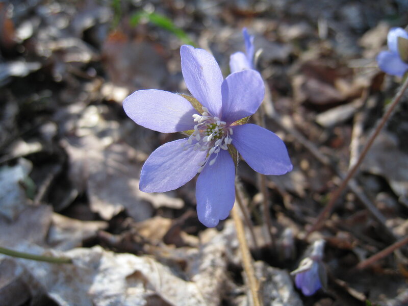 Purple Flower in Forest — Serene, Spring
