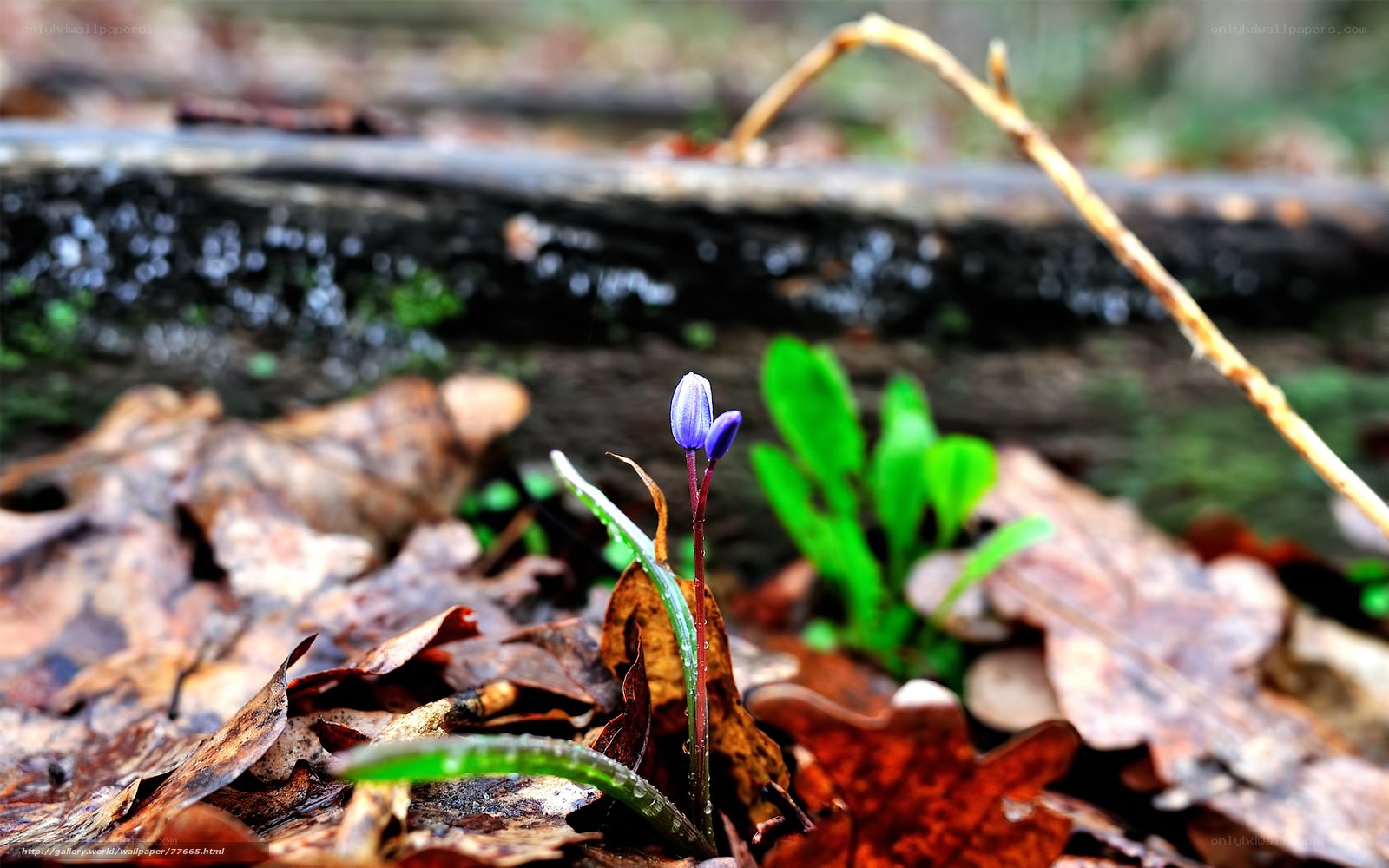 Purple flower in forest