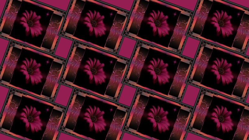 Purple Flower in Frame