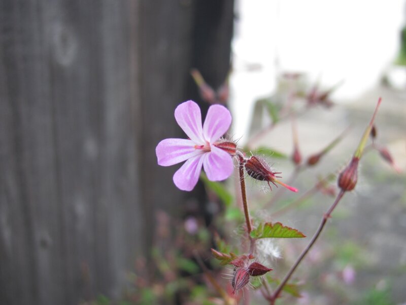 purple flower in garden