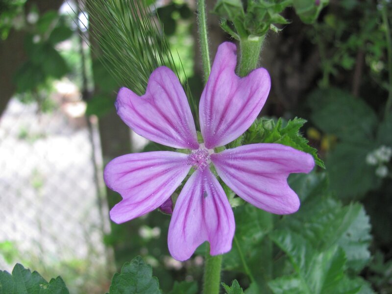 purple flower in garden